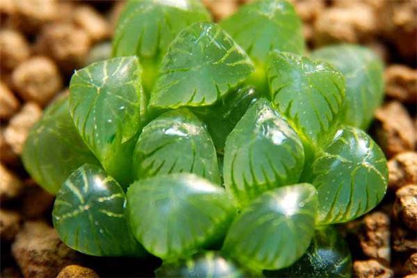 玉露虫害及防治方法 玉露虫害及防治方法