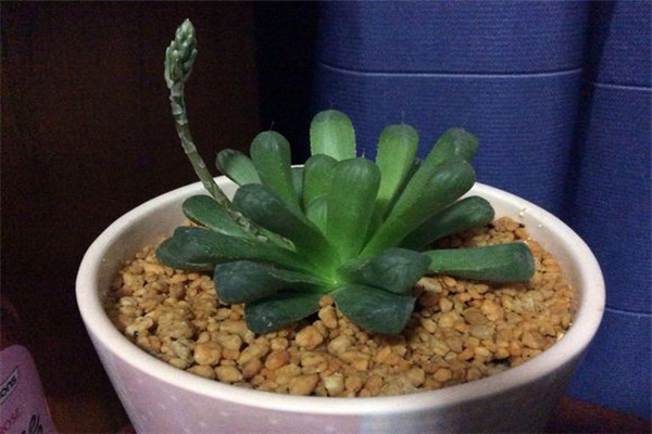 玉露开花吗,开花之后会死吗 玉露开花吗,开花之后会死吗