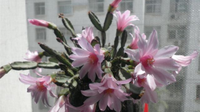 落花之舞怎么施肥 落花之舞怎么施肥
