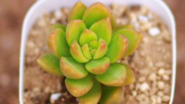 黄丽怎么养 黄丽怎么养