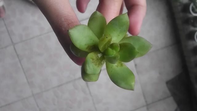 黄丽叶子发、黄腐烂怎么办 黄丽叶子发、黄腐烂怎么办