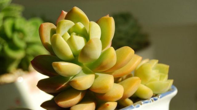 黄丽的四季养护方法 黄丽的四季养护方法