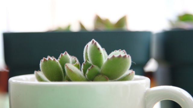 熊童子怎么枝插 熊童子怎么枝插