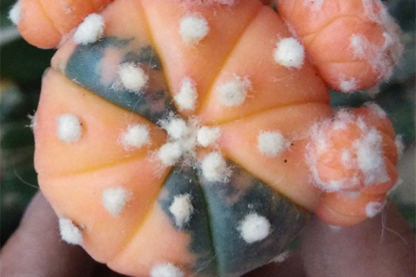 星球多久浇一次水合适 星球多久浇一次水合适