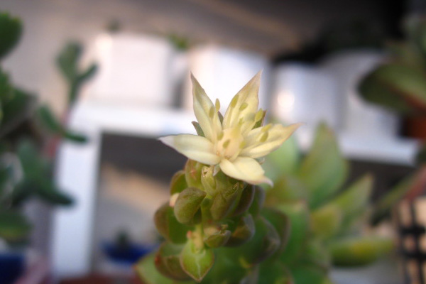 黄丽什么时候开花 黄丽什么时候开花