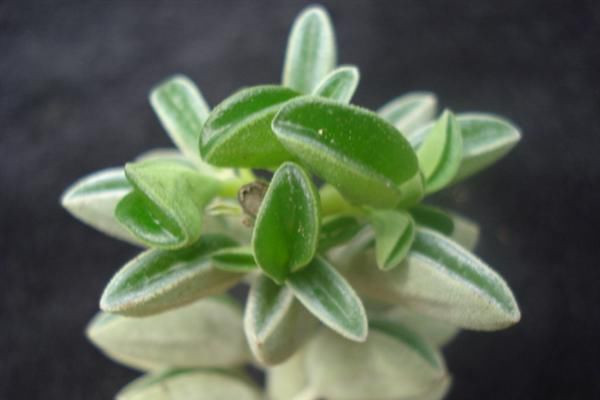 斧叶椒草的繁殖方法有哪些 斧叶椒草的繁殖方法有哪些