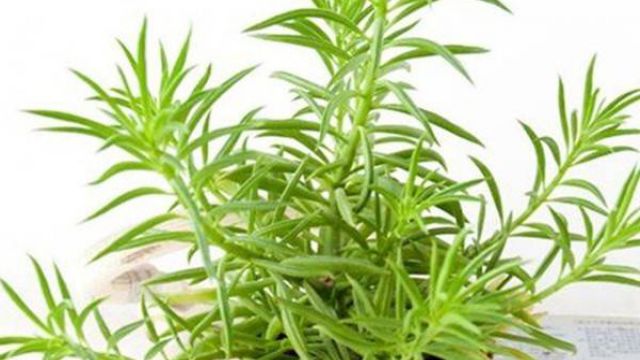 斧叶椒草徒长了怎么办 斧叶椒草徒长了怎么办
