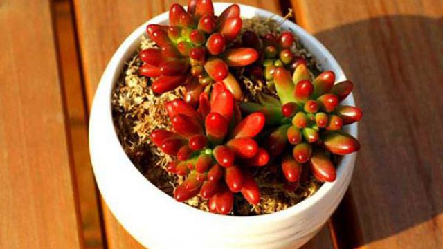 虹之玉掉叶子怎么办 虹之玉掉叶子怎么办