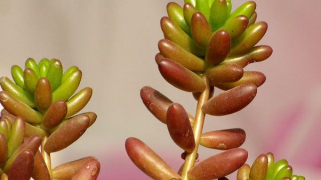 虹之玉徒长怎么办 虹之玉徒长怎么办
