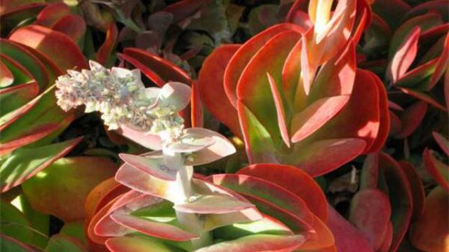 唐印开完花会死吗 唐印开完花会死吗