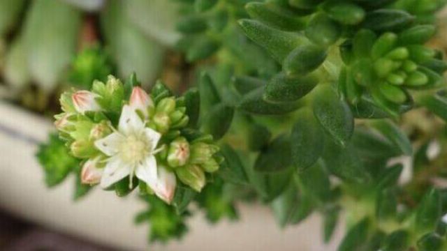 白花小松什么时候开花 白花小松什么时候开花