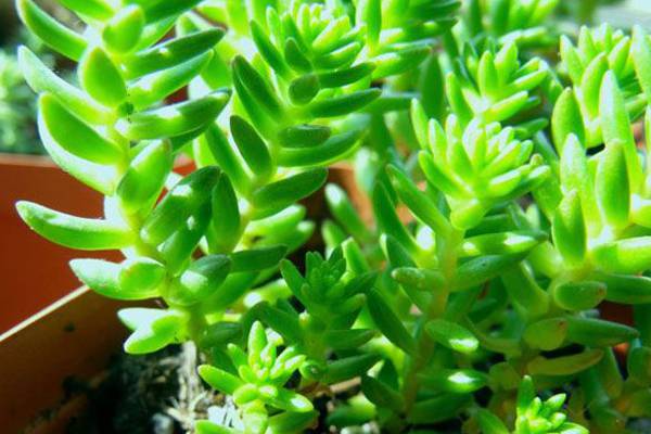 白花小松生虫子怎么办 白花小松生虫子怎么办
