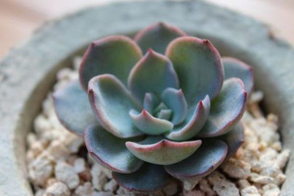 蓝石莲的浇水方法 蓝石莲的浇水方法