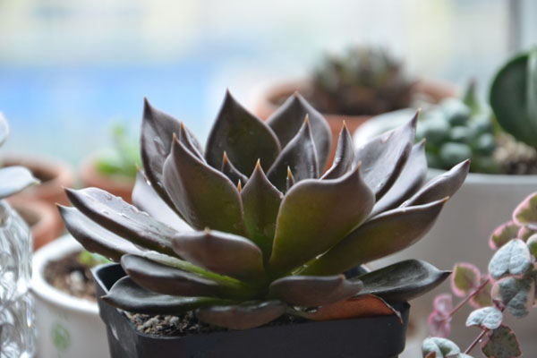 孕妇可以在室内养多肉植物黑王子吗? 孕妇可以在室内养多肉植物黑王子吗?