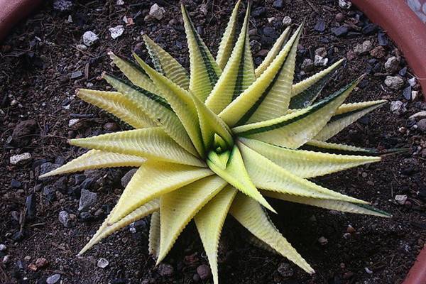 琉璃殿常见虫害及防治方法 琉璃殿常见虫害及防治方法