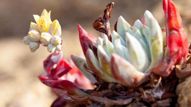 多肉植物四月养护要点 多肉植物四月养护要点