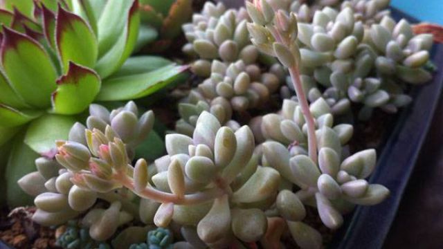 图解多肉植物授粉方法 图解多肉植物授粉方法