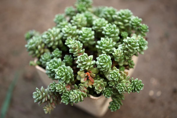 六月多肉植物养护要点 六月多肉植物养护要点