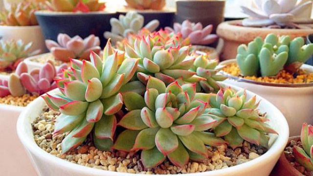 多肉植物能闷养吗 多肉植物能闷养吗