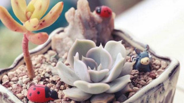 多肉植物怎么露养 多肉植物怎么露养