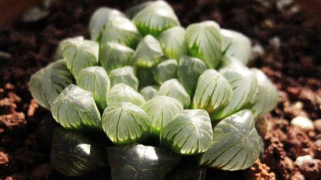 怎么养护十二卷多肉植物 怎么养护十二卷多肉植物