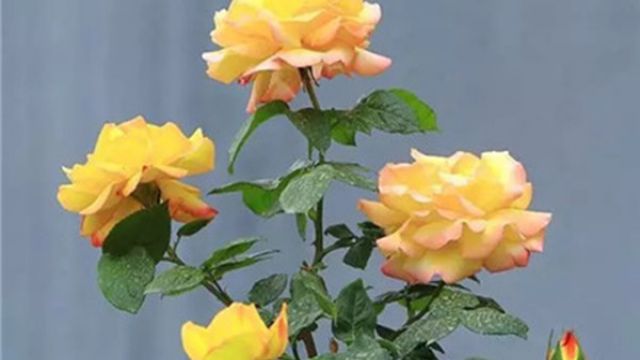 月季花叶子发黄怎么回事 月季花叶子发黄怎么回事