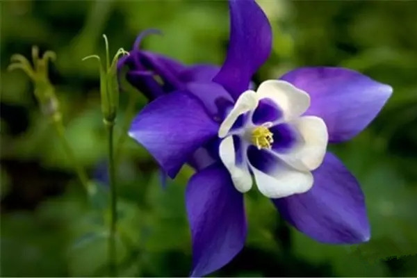花不开?快来看看怎么催花 花不开?快来看看怎么催花