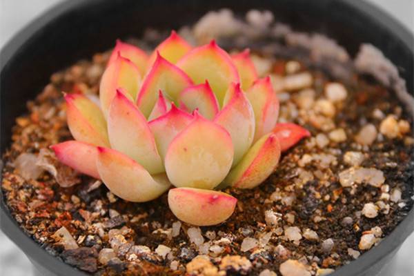 原来多肉植物果冻色是这样练成的 原来多肉植物果冻色是这样练成的