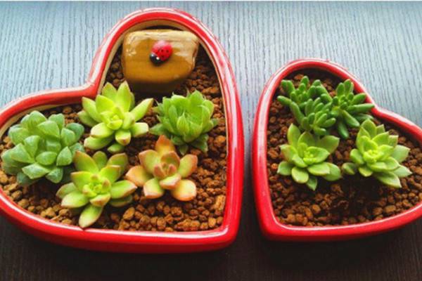 观叶植物也可以拼盘组盆 观叶植物也可以拼盘组盆