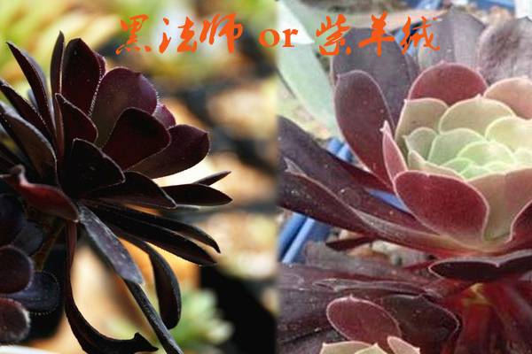黑法师和紫羊绒怎么区别 黑法师和紫羊绒怎么区别