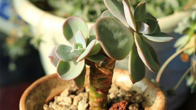多肉植物白凤怎么养 多肉植物白凤怎么养