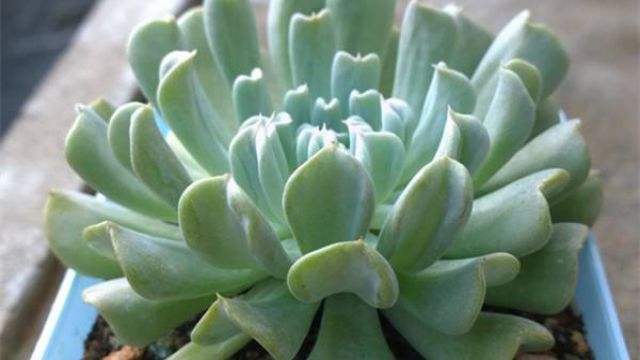 特玉莲的家庭养殖方法和注意事项 特玉莲的家庭养殖方法和注意事项