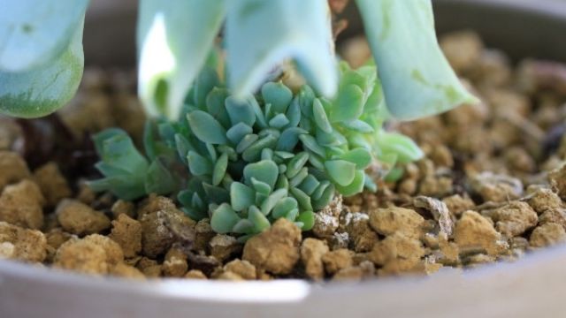 特玉莲的繁殖方法有哪些 特玉莲的繁殖方法有哪些