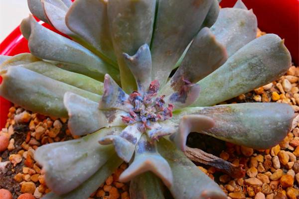 特玉莲常见虫害及防治方法 特玉莲常见虫害及防治方法