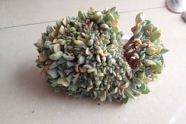特玉莲怎么缀化 特玉莲怎么缀化