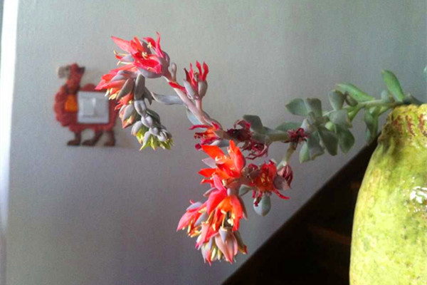 特玉莲会开花吗 特玉莲会开花吗