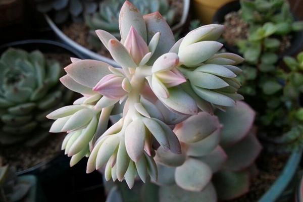 白凤开花吗 白凤开花吗