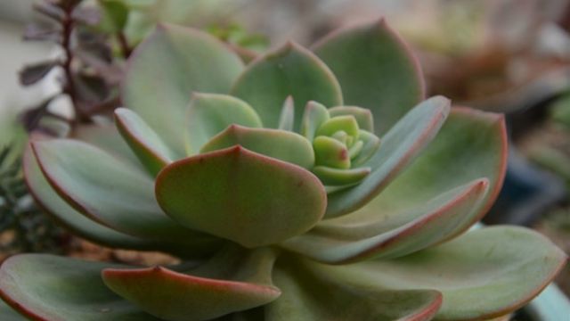 白凤怎么砍头 白凤怎么砍头