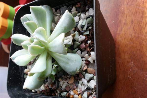 特玉莲常见病害及防治方法 特玉莲常见病害及防治方法