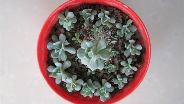 特玉莲分株技巧 特玉莲分株技巧