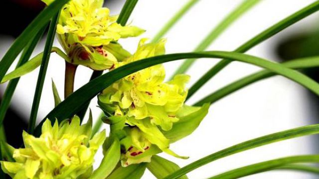 怎么给兰花施肥 怎么给兰花施肥