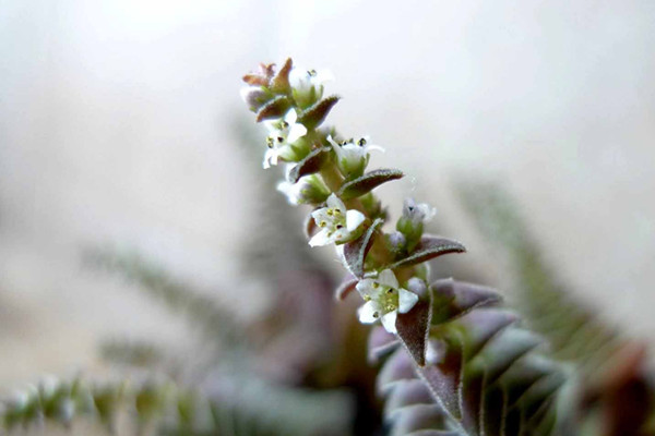 茜之塔开花吗 茜之塔开花吗
