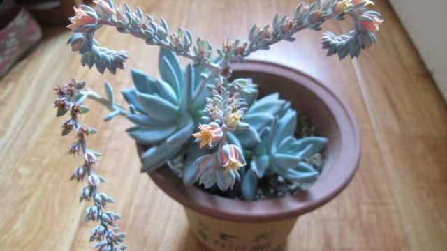 霜之朝的花语是什么 霜之朝的花语是什么