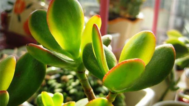 花月锦怎么养 花月锦怎么养