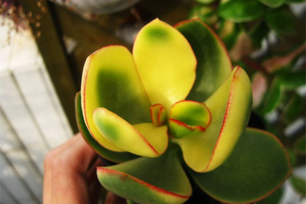 花月锦没锦了怎么办 花月锦没锦了怎么办