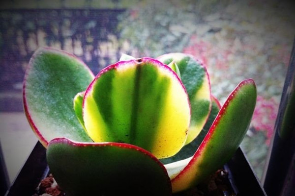 花月锦常见虫害及防治方法 花月锦常见虫害及防治方法