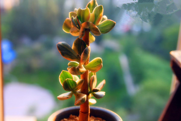 花月锦徒长了怎么办 花月锦徒长了怎么办