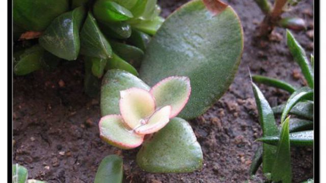 花月锦冬夏养护技巧 花月锦冬夏养护技巧