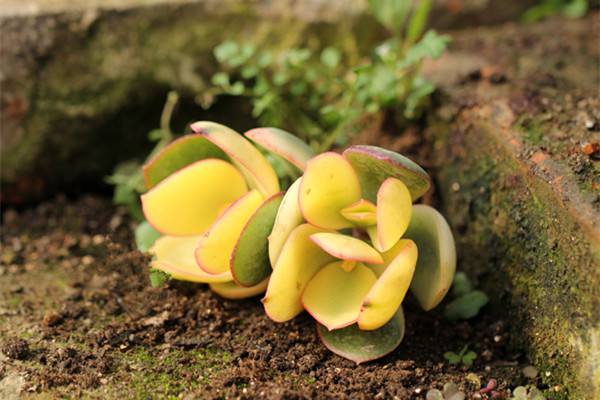 花月锦烂根怎么办 花月锦烂根怎么办