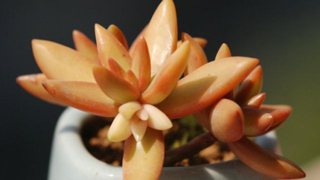 铭月的繁殖方式有哪些 铭月的繁殖方式有哪些